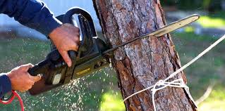 Best Tree and Shrub Care  in Crestview, FL