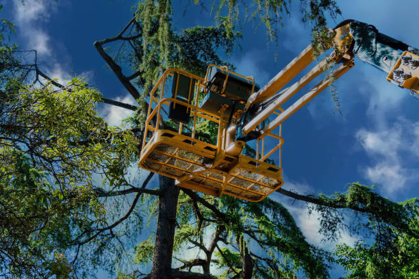 Professional Tree Services in Crestview, FL