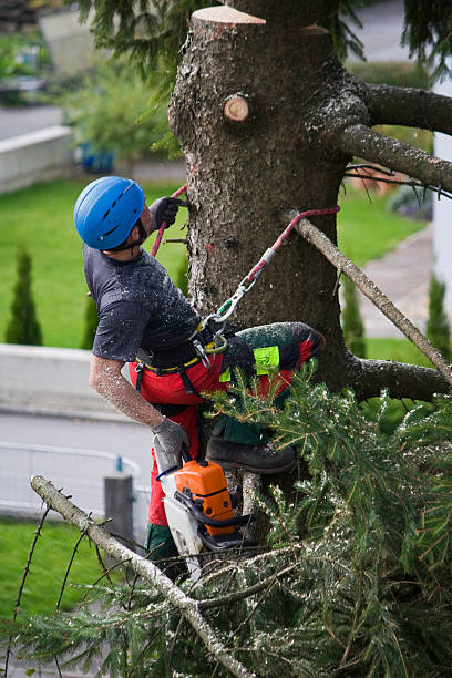 How Our Tree Care Process Works  in Crestview, FL