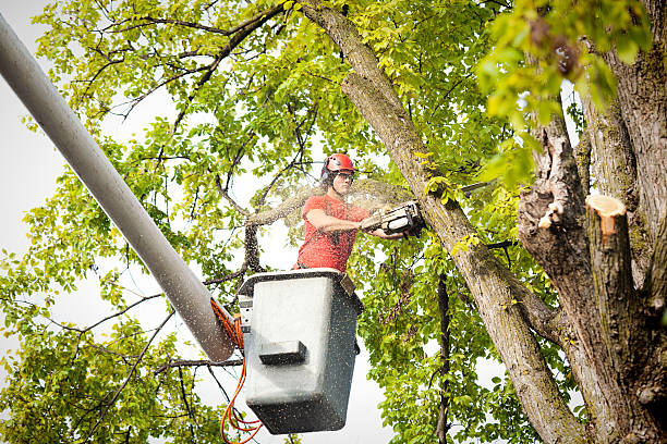 Best Emergency Tree Removal  in Crestview, FL